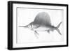 Grey Sword Fish-Jace Grey-Framed Art Print