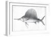 Grey Sword Fish-Jace Grey-Framed Art Print