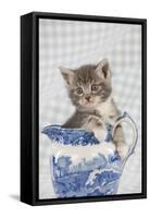 Grey Tabby Kitten Sitting in China Jug-null-Framed Stretched Canvas