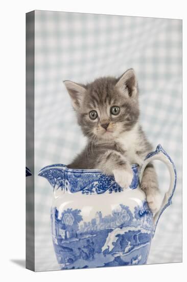Grey Tabby Kitten Sitting in China Jug-null-Stretched Canvas