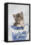 Grey Tabby Kitten Sitting in China Jug-null-Framed Stretched Canvas