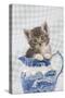 Grey Tabby Kitten Sitting in China Jug-null-Stretched Canvas