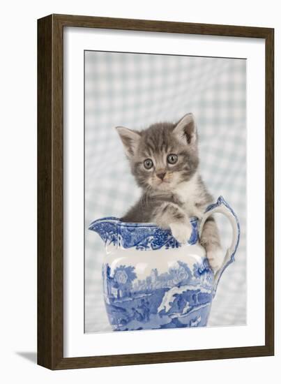 Grey Tabby Kitten Sitting in China Jug-null-Framed Photographic Print