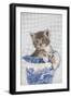 Grey Tabby Kitten Sitting in China Jug-null-Framed Photographic Print