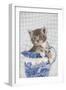 Grey Tabby Kitten Sitting in China Jug-null-Framed Photographic Print