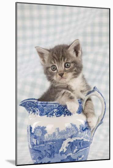 Grey Tabby Kitten Sitting in China Jug-null-Mounted Photographic Print