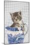 Grey Tabby Kitten Sitting in China Jug-null-Mounted Photographic Print