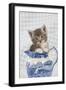 Grey Tabby Kitten Sitting in China Jug-null-Framed Photographic Print