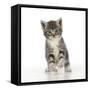 Grey Tabby Kitten-null-Framed Stretched Canvas