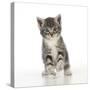 Grey Tabby Kitten-null-Stretched Canvas