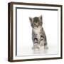 Grey Tabby Kitten-null-Framed Photographic Print