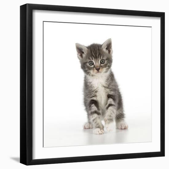 Grey Tabby Kitten-null-Framed Photographic Print
