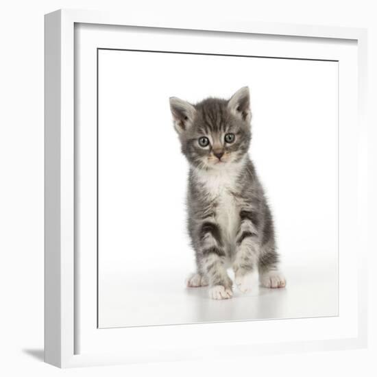 Grey Tabby Kitten-null-Framed Photographic Print