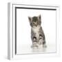 Grey Tabby Kitten-null-Framed Photographic Print