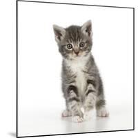 Grey Tabby Kitten-null-Mounted Photographic Print