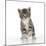 Grey Tabby Kitten-null-Mounted Photographic Print