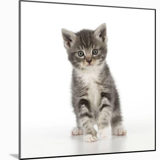 Grey Tabby Kitten-null-Mounted Photographic Print