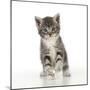 Grey Tabby Kitten-null-Mounted Photographic Print