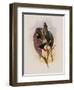 Grey-Tailed Hummingbird, Oreopyra Cinereicauda-John Gould-Framed Giclee Print