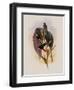 Grey-Tailed Hummingbird, Oreopyra Cinereicauda-John Gould-Framed Giclee Print