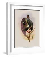 Grey-Tailed Hummingbird, Oreopyra Cinereicauda-John Gould-Framed Giclee Print