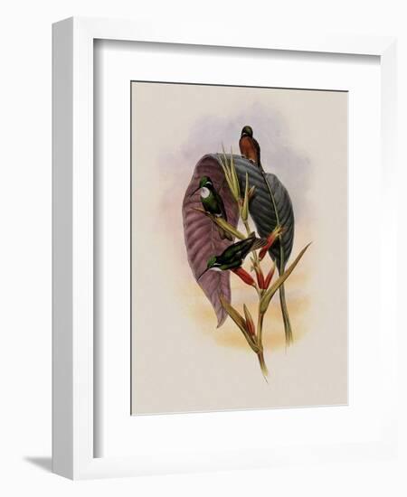 Grey-Tailed Hummingbird, Oreopyra Cinereicauda-John Gould-Framed Giclee Print