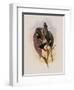 Grey-Tailed Hummingbird, Oreopyra Cinereicauda-John Gould-Framed Giclee Print