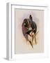 Grey-Tailed Hummingbird, Oreopyra Cinereicauda-John Gould-Framed Giclee Print