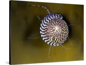 Grey Top Shell (Gibbula Cineraria) on a Kelp Leaf, Moere Coastline, Norway, February 2009-Lundgren-Stretched Canvas