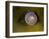 Grey Top Shell (Gibbula Cineraria) on a Kelp Leaf, Moere Coastline, Norway, February 2009-Lundgren-Framed Premium Photographic Print