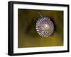 Grey Top Shell (Gibbula Cineraria) on a Kelp Leaf, Moere Coastline, Norway, February 2009-Lundgren-Framed Premium Photographic Print