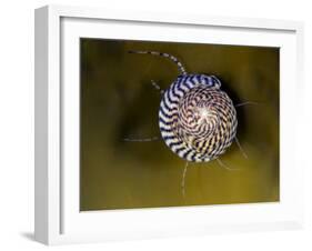 Grey Top Shell (Gibbula Cineraria) on a Kelp Leaf, Moere Coastline, Norway, February 2009-Lundgren-Framed Premium Photographic Print