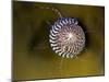 Grey Top Shell (Gibbula Cineraria) on a Kelp Leaf, Moere Coastline, Norway, February 2009-Lundgren-Mounted Premium Photographic Print