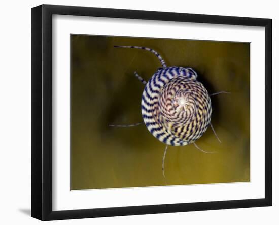 Grey Top Shell (Gibbula Cineraria) on a Kelp Leaf, Moere Coastline, Norway, February 2009-Lundgren-Framed Photographic Print