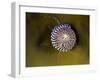 Grey Top Shell (Gibbula Cineraria) on a Kelp Leaf, Moere Coastline, Norway, February 2009-Lundgren-Framed Photographic Print