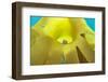 Grey top-shell grazing on Golden kelp, Cornwall, UK-Alex Mustard-Framed Photographic Print