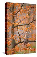 Grey Ural Owl, Strix Uralensis, Sitting on Tree Branch, at Orange Leaves Oak Autumn Forest, Bird In-Ondrej Prosicky-Stretched Canvas