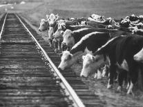 Cattle Round Up For Drive from South Dakota to Nebraska-Grey Villet-Photographic Print