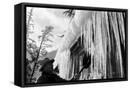 Framed Canvas