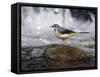 Grey Wagtail Female on Rock in Fast Flowing Upland Stream, Upper Teesdale, Co Durham, England, UK-Andy Sands-Framed Stretched Canvas