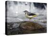 Grey Wagtail Female on Rock in Fast Flowing Upland Stream, Upper Teesdale, Co Durham, England, UK-Andy Sands-Stretched Canvas