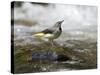 Grey Wagtail Female on Rock in Fast Flowing Upland Stream, Upper Teesdale, Co Durham, England, UK-Andy Sands-Stretched Canvas