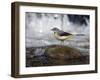 Grey Wagtail Female on Rock in Fast Flowing Upland Stream, Upper Teesdale, Co Durham, England, UK-Andy Sands-Framed Photographic Print