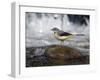 Grey Wagtail Female on Rock in Fast Flowing Upland Stream, Upper Teesdale, Co Durham, England, UK-Andy Sands-Framed Photographic Print