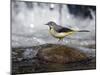 Grey Wagtail Female on Rock in Fast Flowing Upland Stream, Upper Teesdale, Co Durham, England, UK-Andy Sands-Mounted Photographic Print