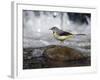 Grey Wagtail Female on Rock in Fast Flowing Upland Stream, Upper Teesdale, Co Durham, England, UK-Andy Sands-Framed Photographic Print