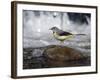 Grey Wagtail Female on Rock in Fast Flowing Upland Stream, Upper Teesdale, Co Durham, England, UK-Andy Sands-Framed Photographic Print