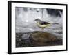 Grey Wagtail Female on Rock in Fast Flowing Upland Stream, Upper Teesdale, Co Durham, England, UK-Andy Sands-Framed Photographic Print