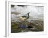 Grey Wagtail Female on Rock in Fast Flowing Upland Stream, Upper Teesdale, Co Durham, England, UK-Andy Sands-Framed Photographic Print