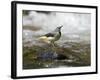 Grey Wagtail Female on Rock in Fast Flowing Upland Stream, Upper Teesdale, Co Durham, England, UK-Andy Sands-Framed Photographic Print